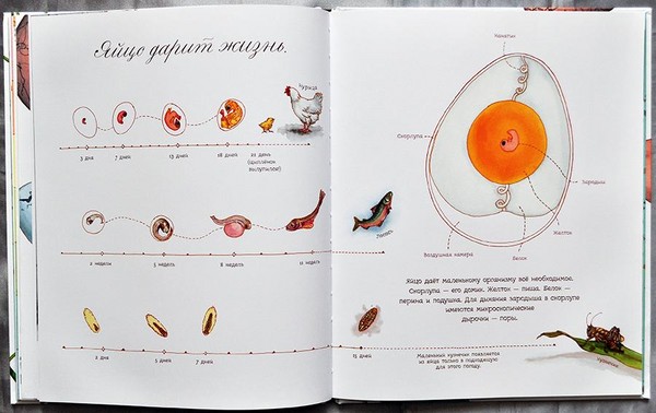 Beetle, pui, fluturi. Studiem natura împreună cu copiii