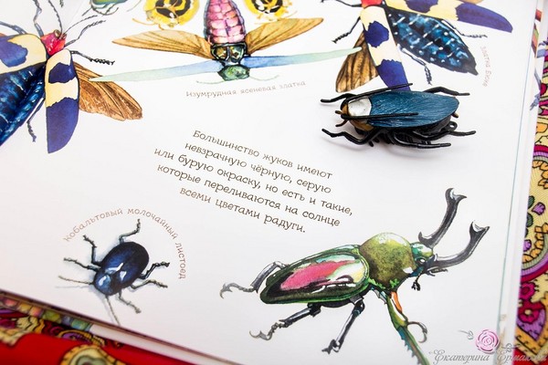 Beetle, pui, fluturi. Studiem natura împreună cu copiii