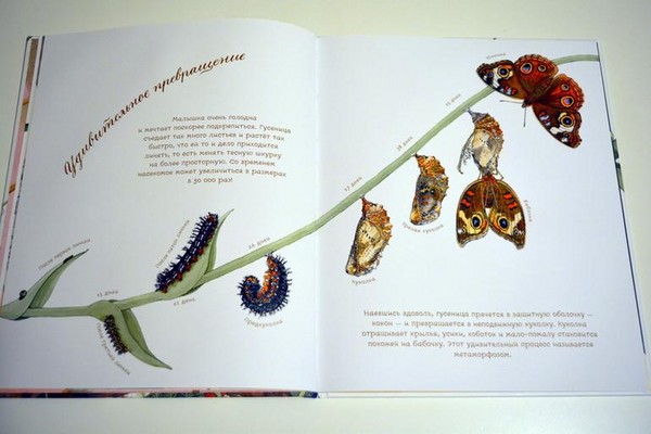 Beetle, pui, fluturi. Studiem natura împreună cu copiii