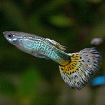 Guppii de pește de acvariu Guppii de pește de acvariu