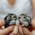 Sarcina hamsterilor