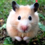 Boli ale hamsterilor