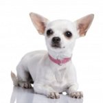 Ce să hrăniți cu Chihuahua