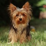 Ce să hrănești terrierul Yorkshire? Ce să hrănești terrierul Yorkshire?