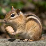 Acasă chipmunk