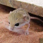 Home jerboa: întreținere și îngrijire