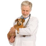 Epilepsia la câini