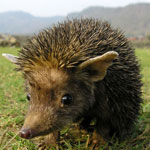 Hedgehog urechi acasă Hedgehog urechi acasă