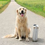 Unde să părăsească câinele în vacanță?