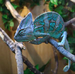 Chameleon: conținut și îngrijire Chameleon: conținut și îngrijire