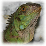 Iguana acasă