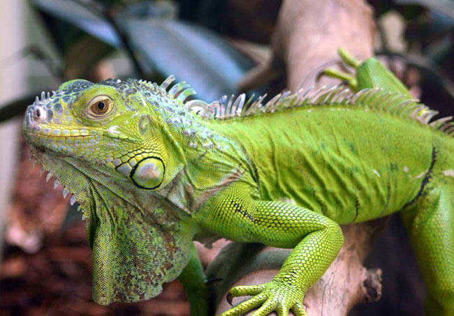 Iguana acasă