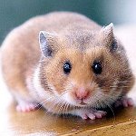 Cum de a determina sexul unui hamster