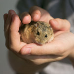 Cum să faci un hamster