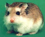 Cum să ai grijă de hamsteri
