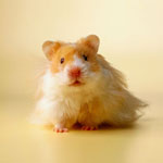 Cum de a alege un hamster?