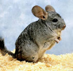 Cum de a alege un chinchilla? Cum de a alege un chinchilla?