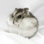 Pitici hamsteri