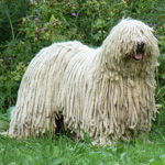 Komondor: câine ciobănesc Komondor: câine ciobănesc