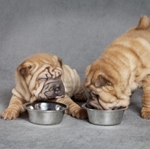 Alimente pentru Shar Pei