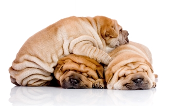 Alimente pentru Shar Pei