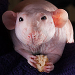 Șobolani Sphynx
