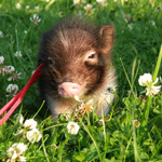Mini-porc: întreținere și îngrijire Mini-porc: întreținere și îngrijire