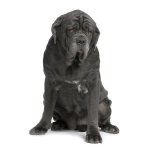 Napolitane Mastiff sau Mastino Poleetano Napolitane Mastiff sau Mastino Poleetano