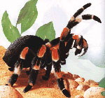 Cum să ai grijă de păianjenii de tarantula