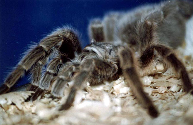 Spider-tarantula: întreținere și îngrijire