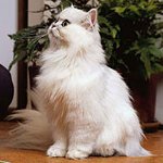 Chinchilla persană