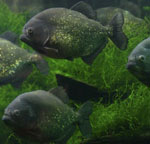 Piranhas în acvariu Piranhas în acvariu