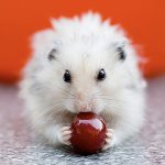 Hamsterii hrăniți: puteți și nu puteți