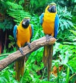 Papagali din macaw