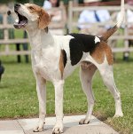Foxhound american