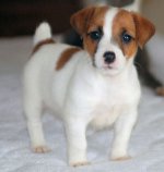 Răsfoiți Jack Russell Terrier