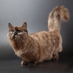Rasă de pisici: munchkin