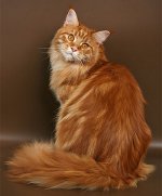 Maine Coon rasa de pisici