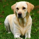 Rasă de Labrador Rasă de Labrador