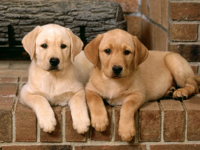 Rasă de Labrador