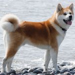 Rasă de câini: Akita Inu