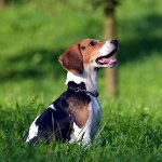 Rasă de câini de beagle