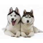 Husky rasa de câine