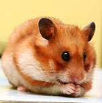 Rase de hamsteri