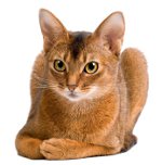 Cat rase: pisica abisiniana