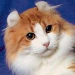 Rase de pisici: American Curl