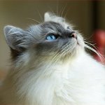 Cat rase: pisica birmaneza