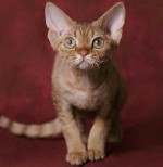 Rase de pisici: Devon Rex