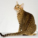 Rase de pisici: ocicat Rase de pisici: ocicat