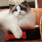 Rase de pisici: ragdoll Rase de pisici: ragdoll